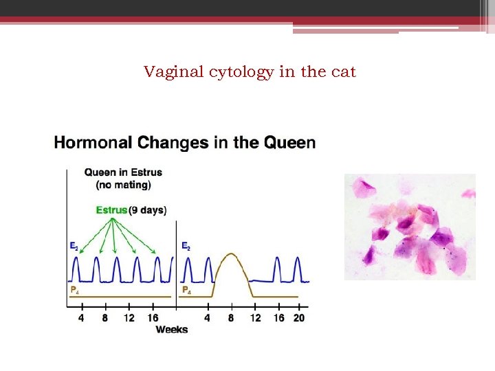 Vaginal cytology in the cat 