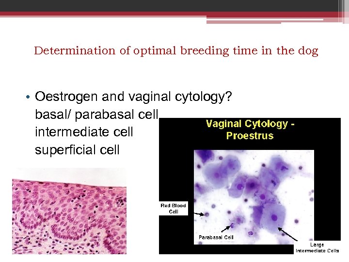 Determination of optimal breeding time in the dog • Oestrogen and vaginal cytology? basal/