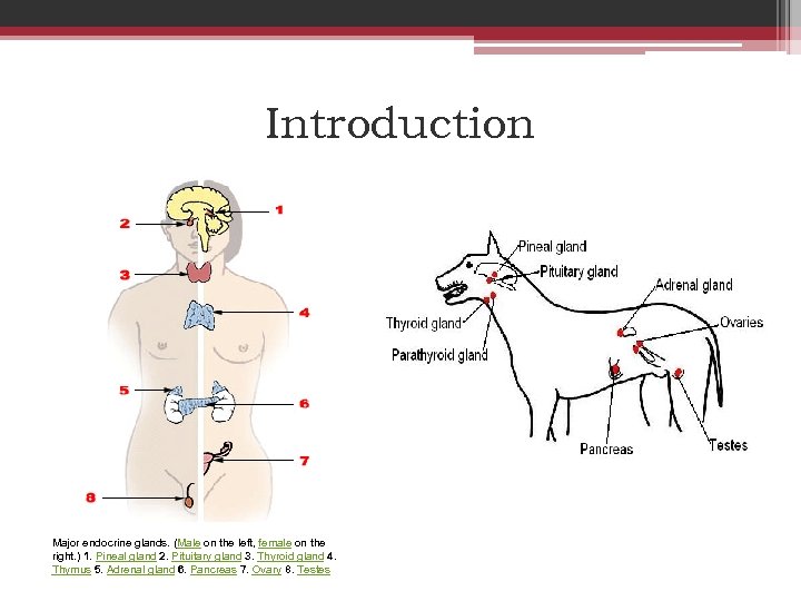 Introduction Major endocrine glands. (Male on the left, female on the right. ) 1.