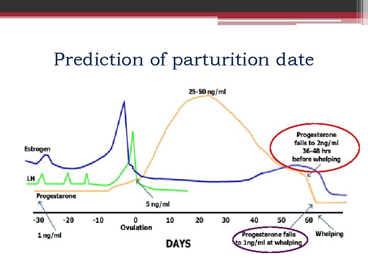 Prediction of parturition date 