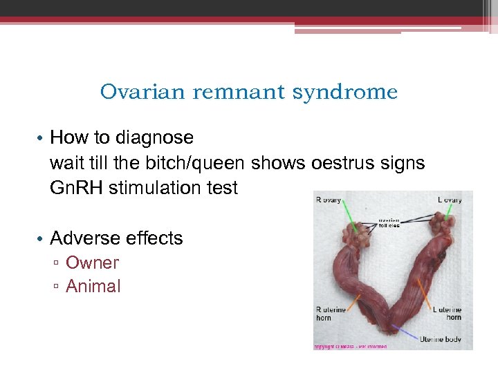 Ovarian remnant syndrome • How to diagnose wait till the bitch/queen shows oestrus signs
