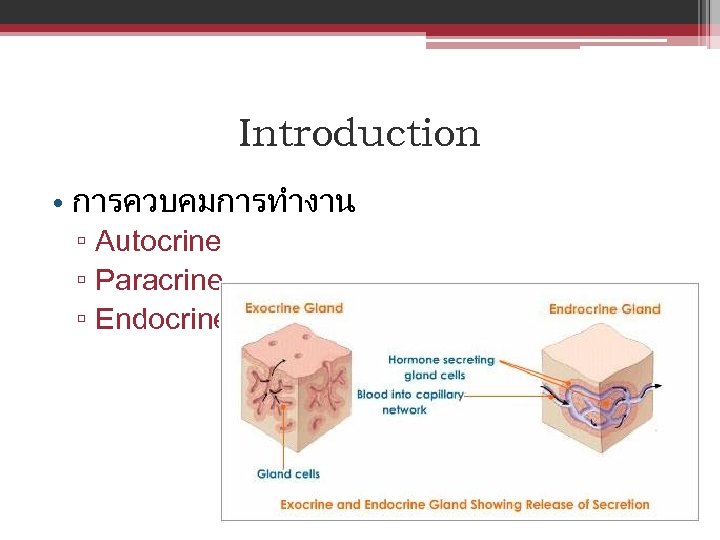 Introduction • การควบคมการทำงาน ▫ Autocrine ▫ Paracrine ▫ Endocrine 