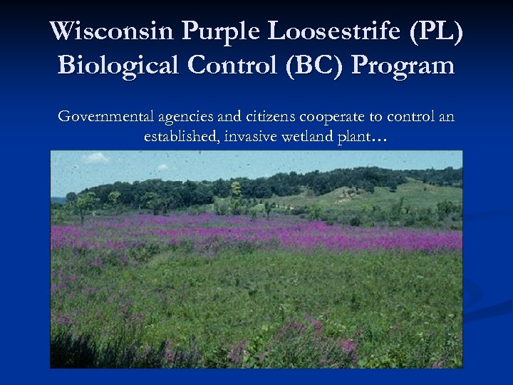 Wisconsin Purple Loosestrife (PL) Biological Control (BC) Program Governmental agencies and citizens cooperate to