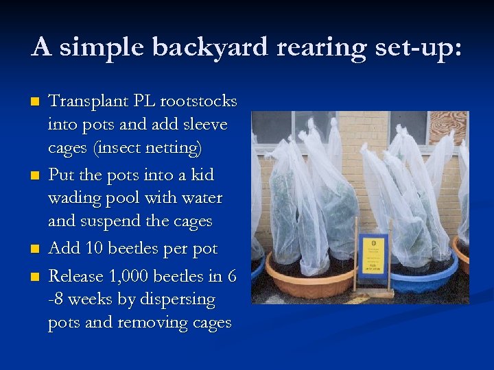 A simple backyard rearing set-up: n n Transplant PL rootstocks into pots and add