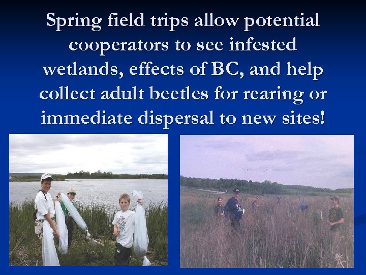 Spring field trips allow potential cooperators to see infested wetlands, effects of BC, and