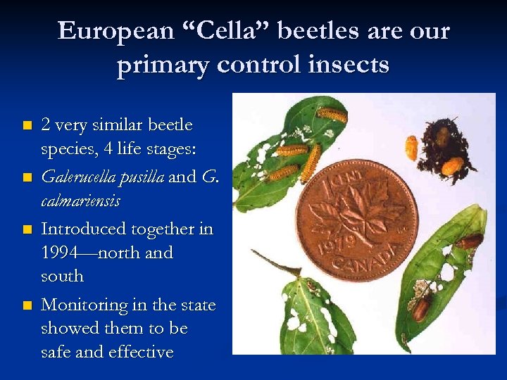European “Cella” beetles are our primary control insects n n 2 very similar beetle
