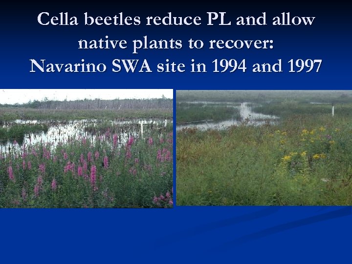 Cella beetles reduce PL and allow native plants to recover: Navarino SWA site in