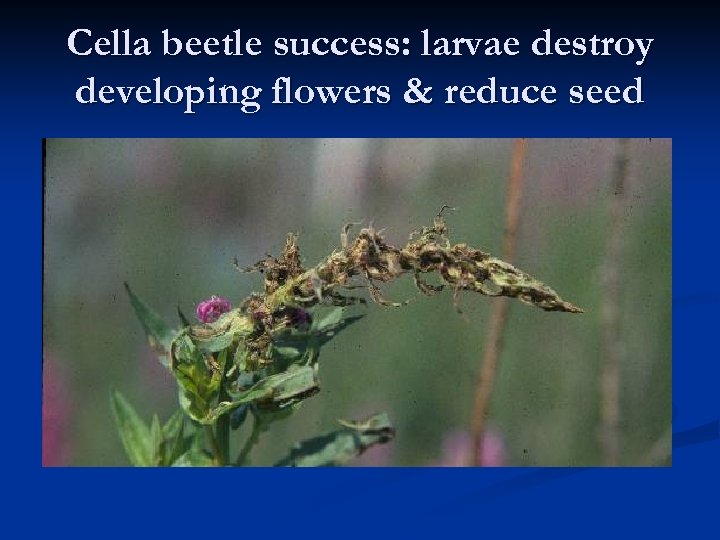 Cella beetle success: larvae destroy developing flowers & reduce seed 
