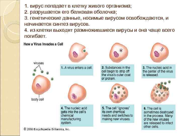 1. вирус попадает в клетку живого организма; 2. разрушается его белковая оболочка; 3. генетические