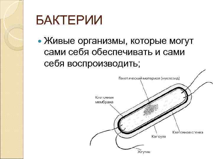 БАКТЕРИИ Живые организмы, которые могут сами себя обеспечивать и сами себя воспроизводить; 