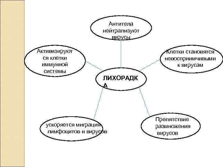 Антитела нейтрализуют вирусы Активизируют ся клетки иммунной системы Клетки становятся невосприимчивыми к вирусам ЛИХОРАДК