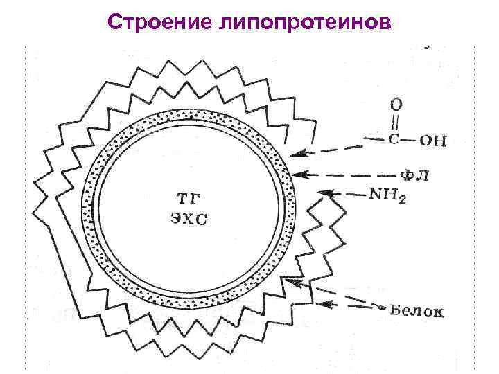 Строение липопротеинов 
