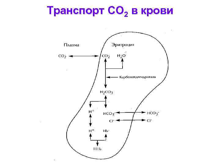 Бикарбонатная буферная система схема