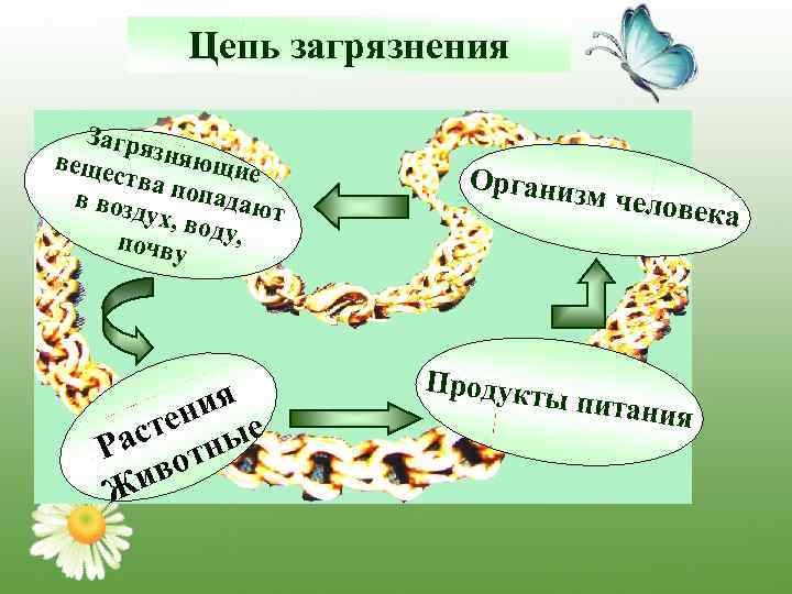 Цепь загрязнения Загря зняю веще щие ства в воз попадают дух, в о почву