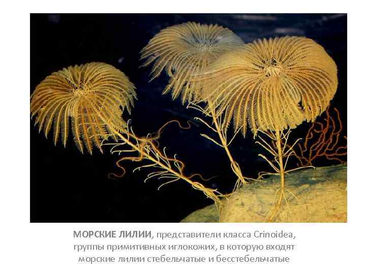 МОРСКИЕ ЛИЛИИ, представители класса Crinoidea, группы примитивных иглокожих, в которую входят морские лилии стебельчатые