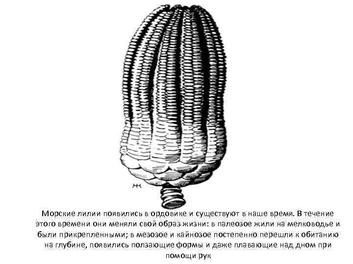 Морские лилии появились в ордовике и существуют в наше время. В течение этого времени