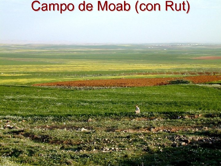 Campo de Moab (con Rut) 