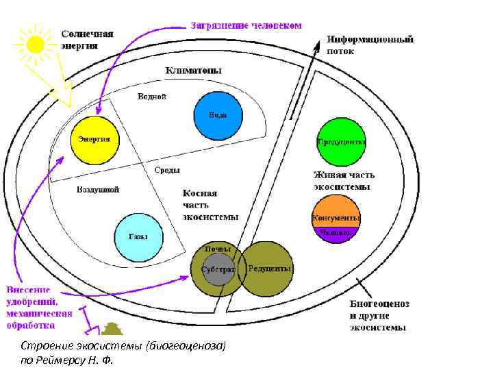 Строение экосистемы (биогеоценоза) по Реймерсу Н. Ф. 