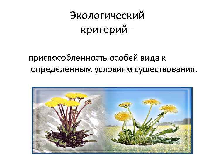 Экологический критерий - приспособленность особей вида к определенным условиям существования. 