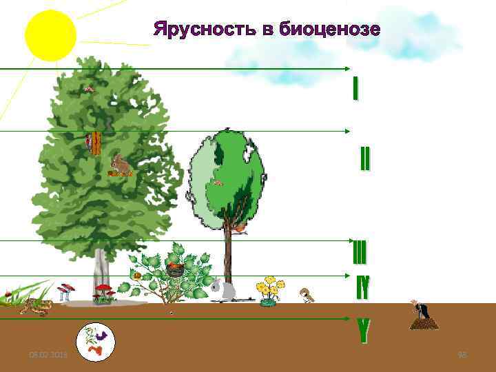 Ярусность в биоценозе 08. 02. 2018 98 