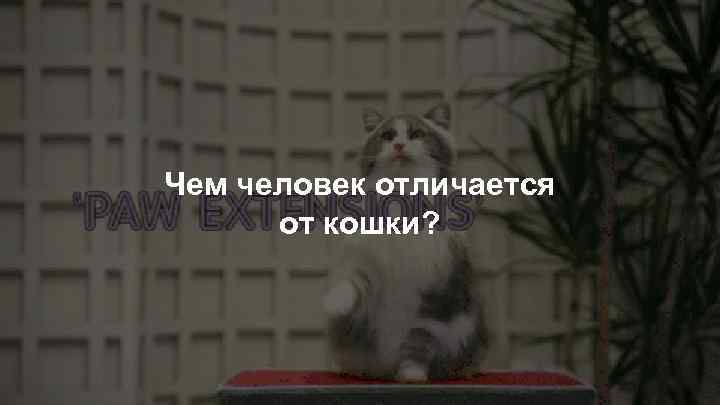 Чем человек отличается от кошки? 