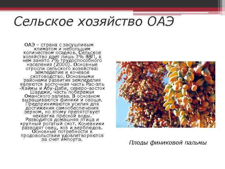 Сельское хозяйство ОАЭ – страна с засушливым климатом и небольшим количеством осадков. Сельское хозяйство