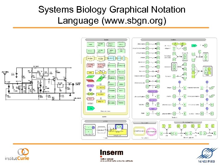 Systems Biology Graphical Notation Language (www. sbgn. org) 