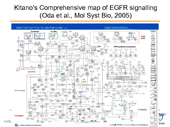 Kitano’s Comprehensive map of EGFR signalling (Oda et al. , Mol Syst Bio, 2005)