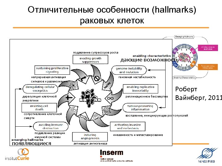 Отличительные особенности (hallmarks) раковых клеток подавление супрессоров роста дающие возможность непрерывная активация сигналов к