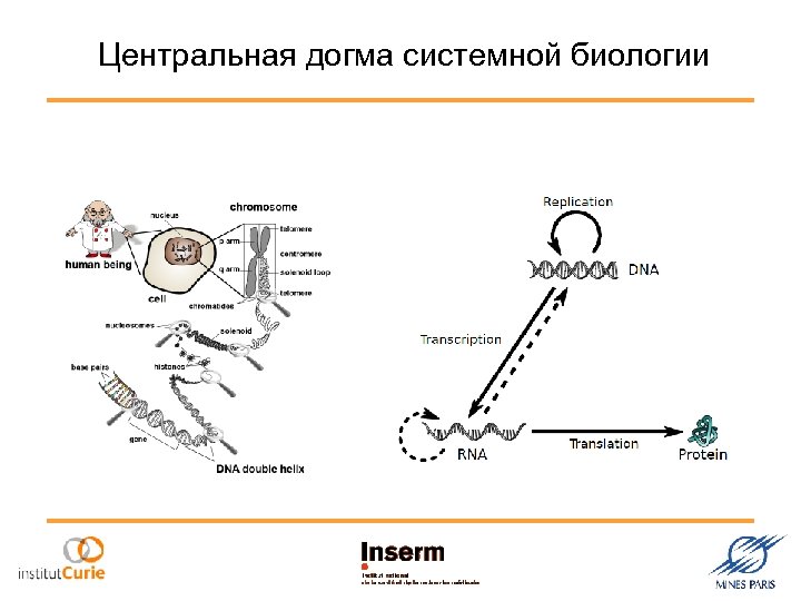Центральная догма системной биологии 