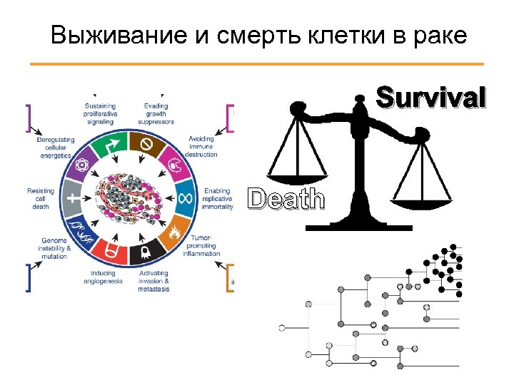 Выживание и смерть клетки в раке Survival Death 