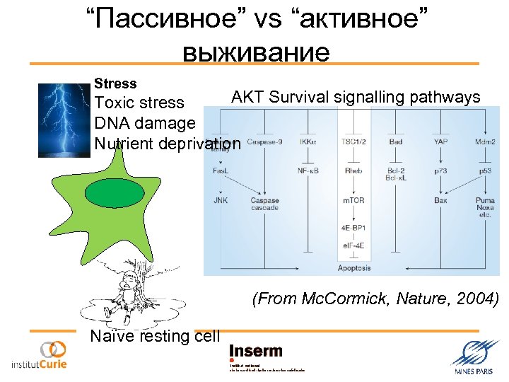 “Пассивное” vs “активное” выживание Stress AKT Survival signalling pathways Toxic stress DNA damage Nutrient