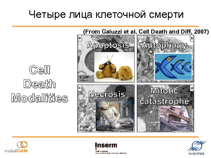 Четыре лица клеточной смерти (From Galuzzi et al, Cell Death and Diff, 2007) Apoptosis
