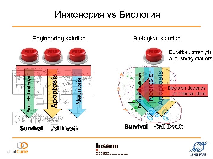 Инженерия vs Биология Engineering solution Biological solution Survival Cell Death Necrosis Apoptosis Prosurvival pathways