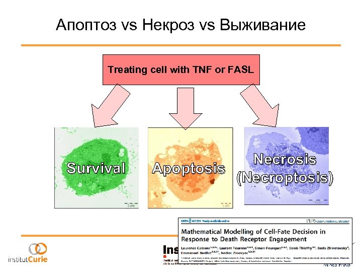 Апоптоз vs Некроз vs Выживание Treating cell with TNF or FASL Survival Necrosis Apoptosis