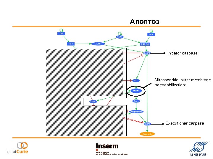 Апоптоз Initiator caspase Mitochondrial outer membrane permeabilization: Executioner caspase 