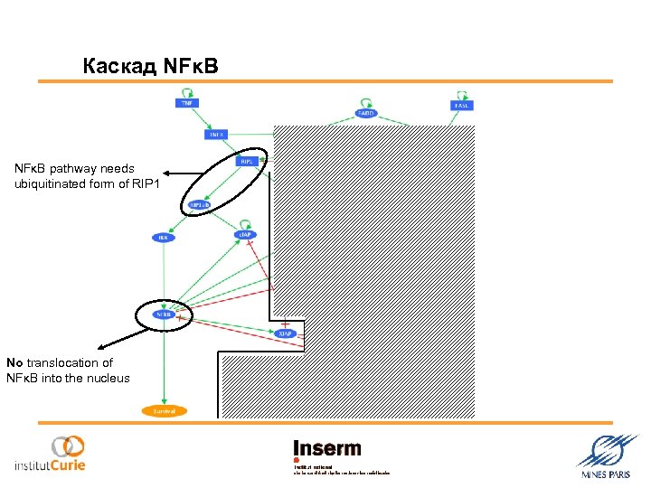 Каскад NFκB pathway needs ubiquitinated form of RIP 1 No translocation of NFκB into