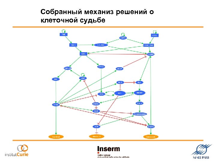 Собранный механиз решений о клеточной судьбе 