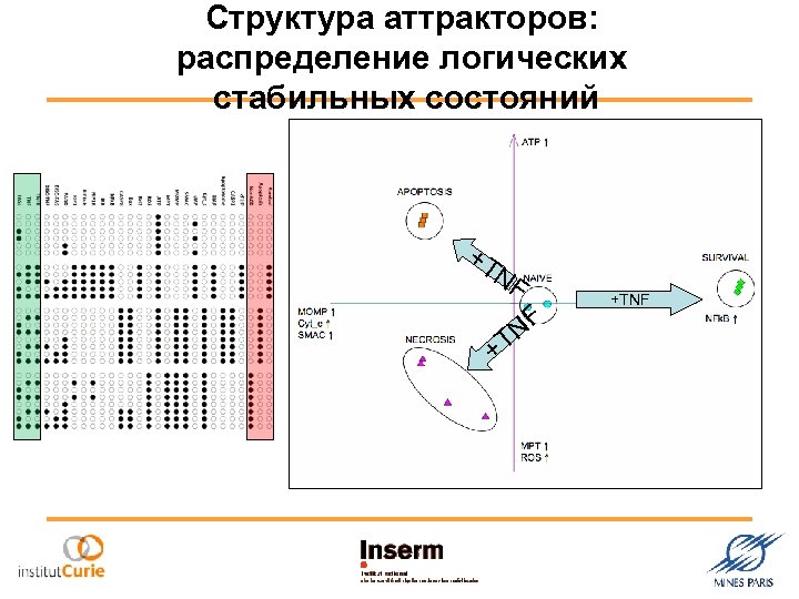 Структура аттракторов: распределение логических стабильных состояний + T NF + NF T +TNF 