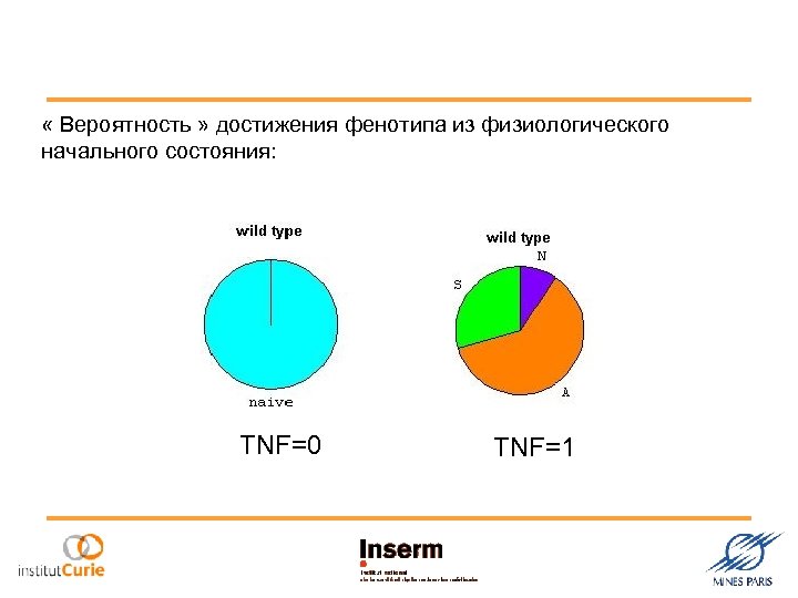  « Вероятность » достижения фенотипа из физиологического начального состояния: TNF=0 TNF=1 