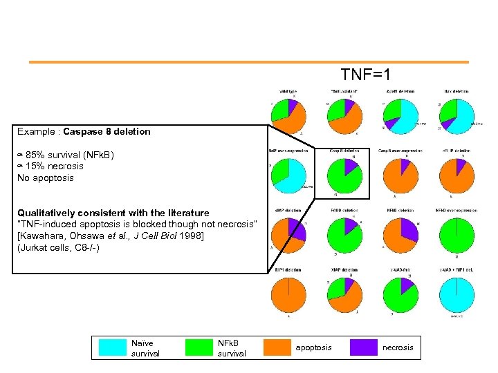 TNF=1 Example : Caspase 8 deletion ≈ 85% survival (NFk. B) ≈ 15% necrosis