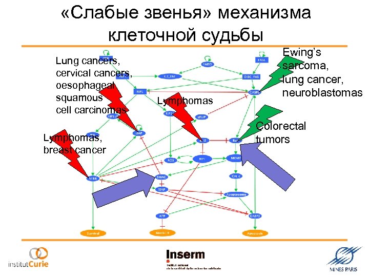  «Слабые звенья» механизма клеточной судьбы Lung cancers, cervical cancers, oesophageal squamous cell carcinomas