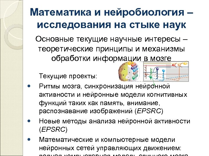 Математика и нейробиология – исследования на стыке наук Основные текущие научные интересы – теоретические