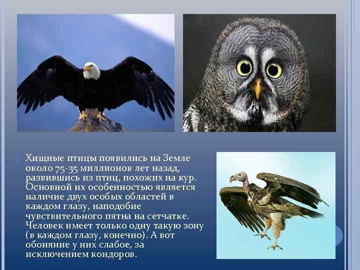  Хищные птицы появились на Земле около 75 -35 миллионов лет назад, развившись из