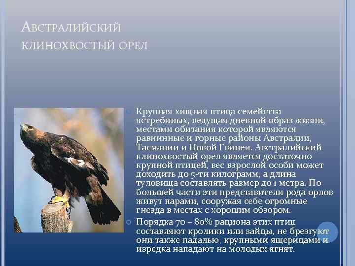 АВСТРАЛИЙСКИЙ КЛИНОХВОСТЫЙ ОРЕЛ Крупная хищная птица семейства ястребиных, ведущая дневной образ жизни, местами обитания