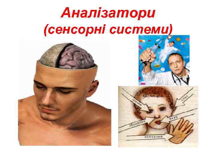Аналізатори (сенсорні системи) 