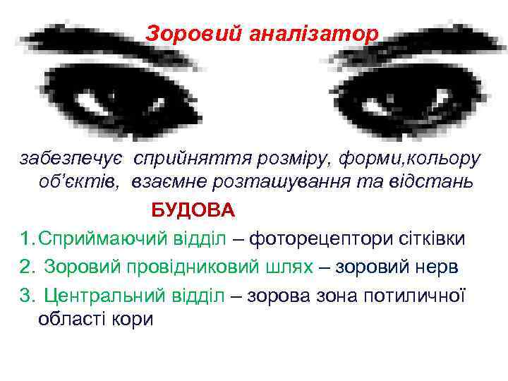 Зоровий аналізатор забезпечує сприйняття розміру, форми, кольору об’єктів, взаємне розташування та відстань БУДОВА 1.