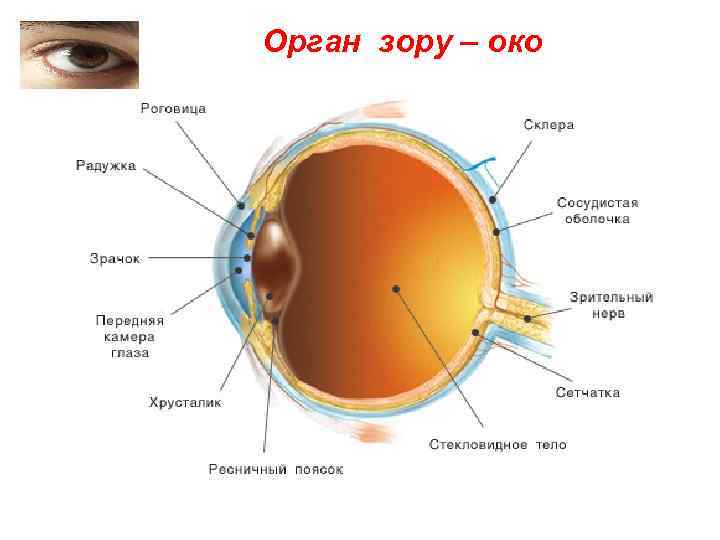 Орган зору – око 