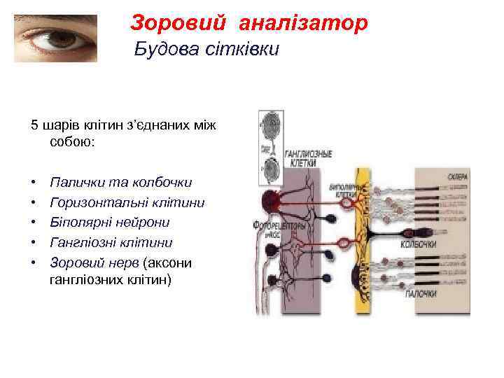 Зоровий аналізатор Будова сітківки 5 шарів клітин з’єднаних між собою: • • • Палички