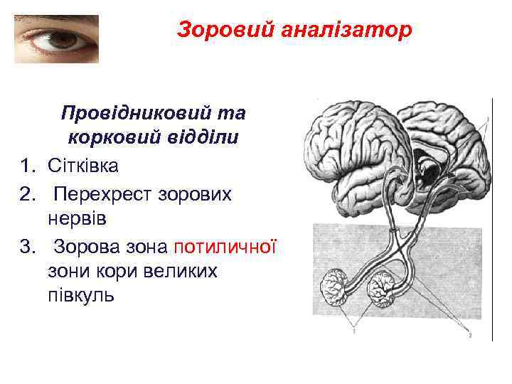 Зоровий аналізатор Провідниковий та корковий відділи 1. Сітківка 2. Перехрест зорових нервів 3. Зорова